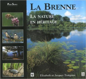 51+ld+7nMDL._SY458_BO1,204,203,200_