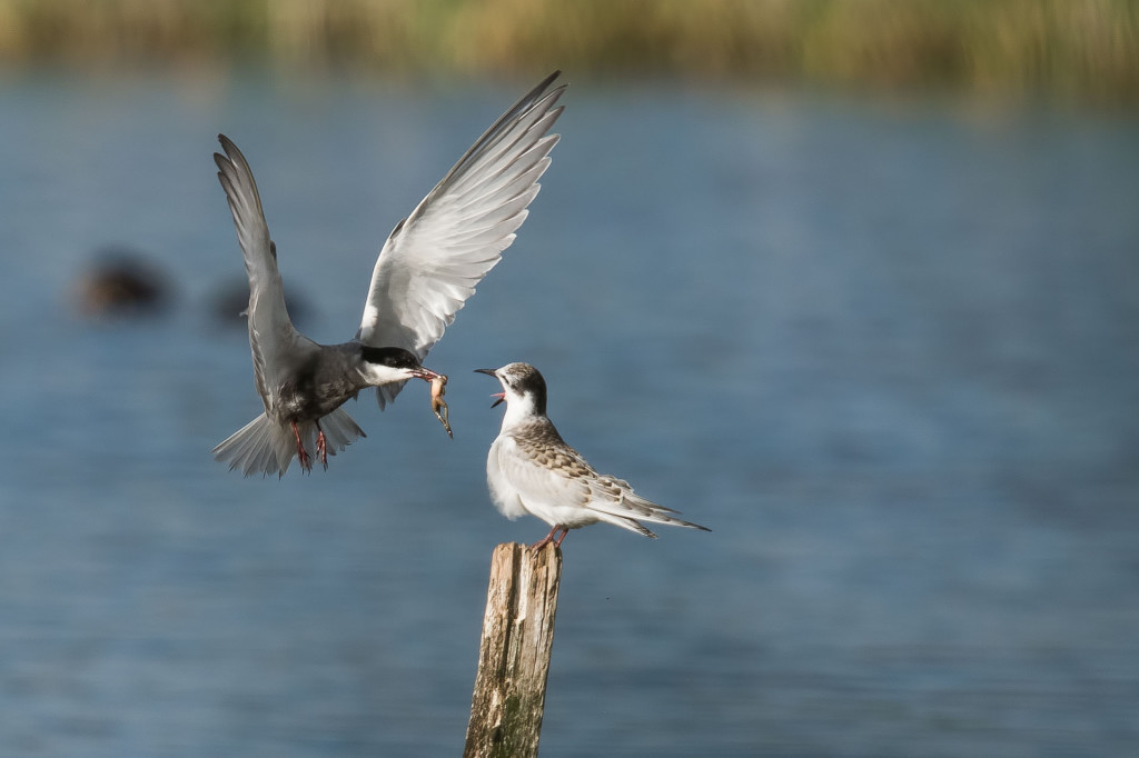 Nourrissage La Sous P. Gaultier Couv 1