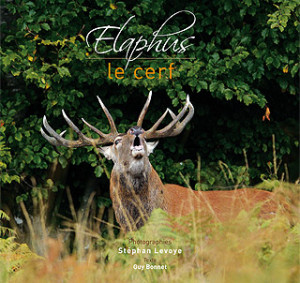 elaphus-le-cerf