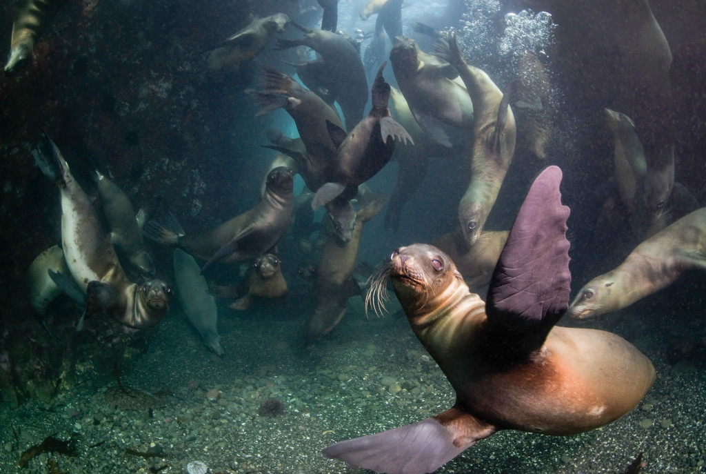 Otaries_0565