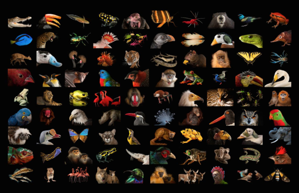 Ark 2