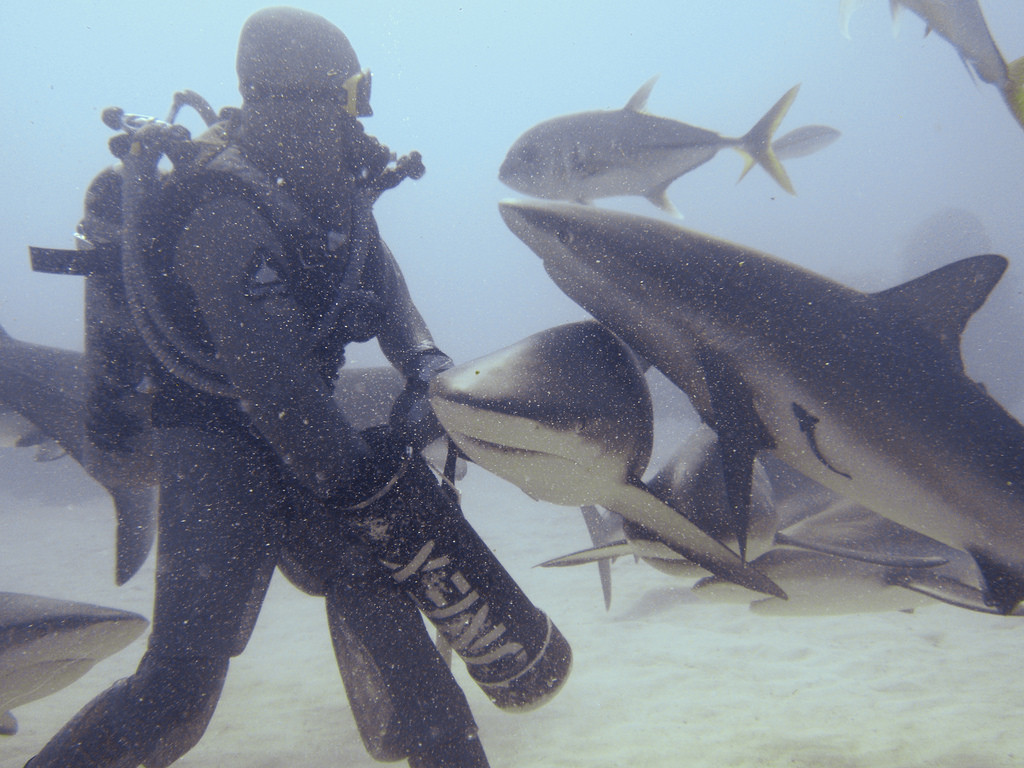 plongee sous marine snorkling avec les requins sud sauvage et st