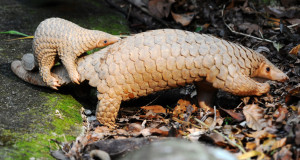potd-pangolin-2_3060762k