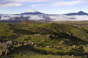 Páramos, végétation d'altitude du nord des Andes