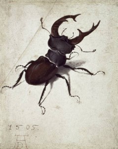 stag-beetle