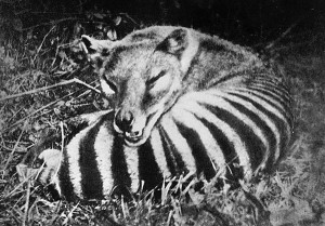 wild-thylacine-large