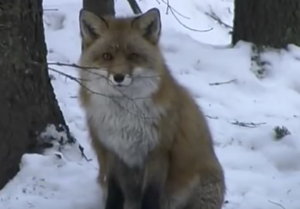 Capture d’écran 2016-06-19 à 07.22.55