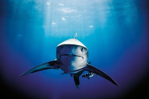 Requin longimane_Cap_Island_Bahamas_mars_2014