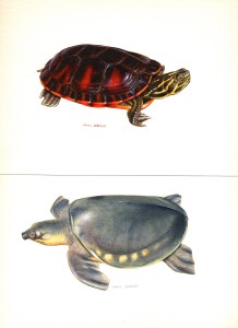 tortues aquarelles