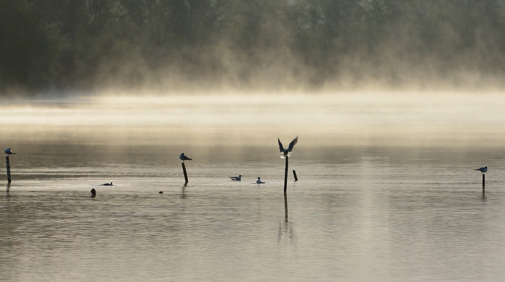 Brume matinale 1 - 16 - Faune Sauvage