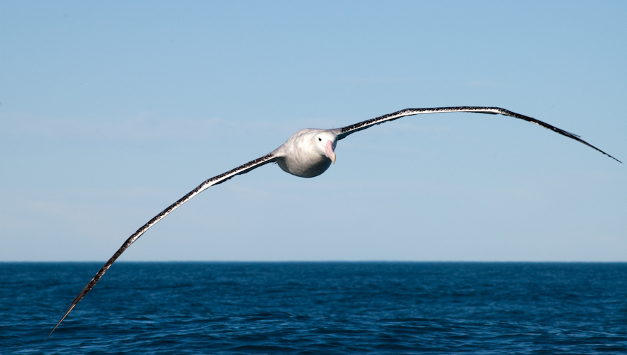 albatros-hurleur