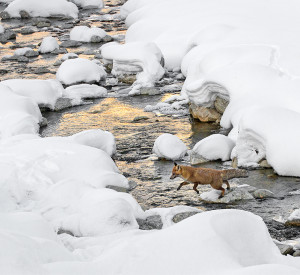 renardtraverse_DSC8861rec2c2ben 24x22