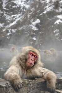 MACAQUE DU JAPON-40 00000