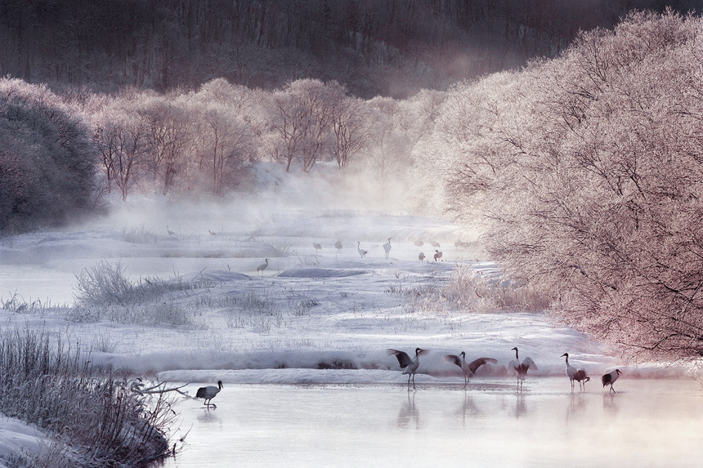 GRUES DU JAPON-47 00000