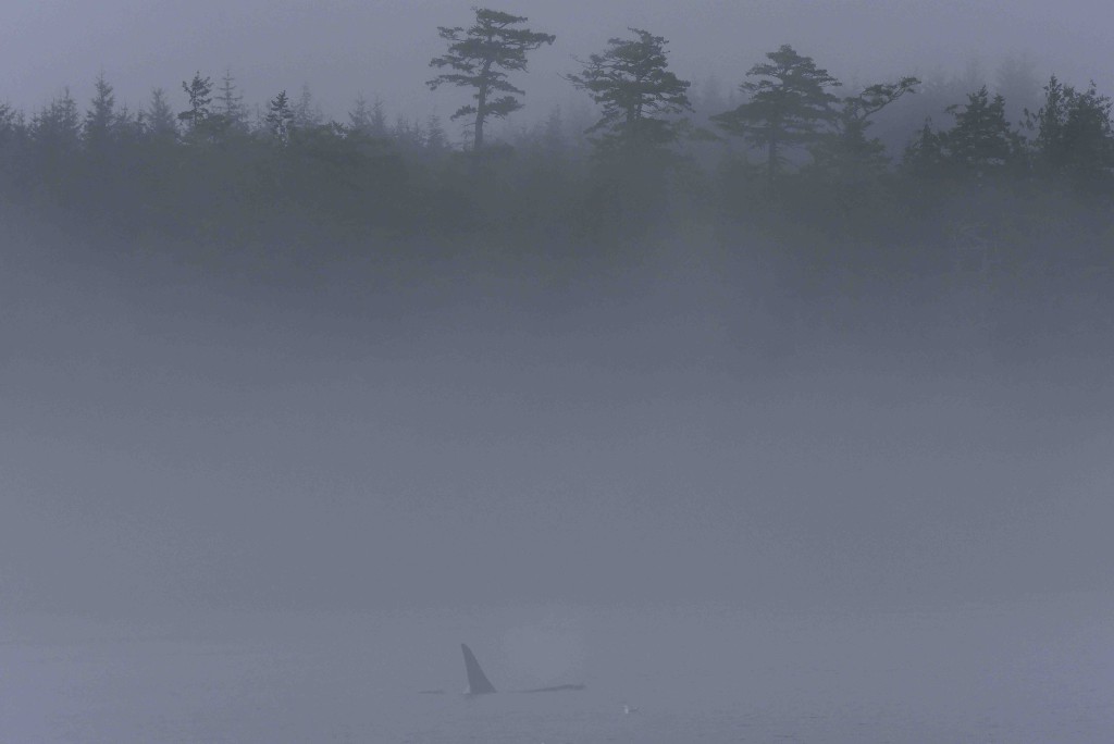 orque-brouillard