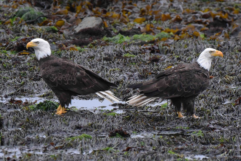 pygargues-colombie-britannique