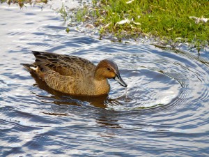 ob_f41ebd_canard-d-eaton3