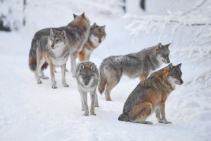 4956356_6_c32b_2016-06-22-29ee6d6-940-jtwaxd_24b72a9894abdb8ff7c40471964cdfe7