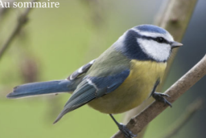 capture-decran-2016-12-01-a-12-18-36