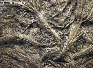 capture-decran-2016-12-01-a-12-26-12