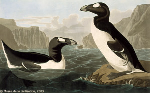 audubon_341