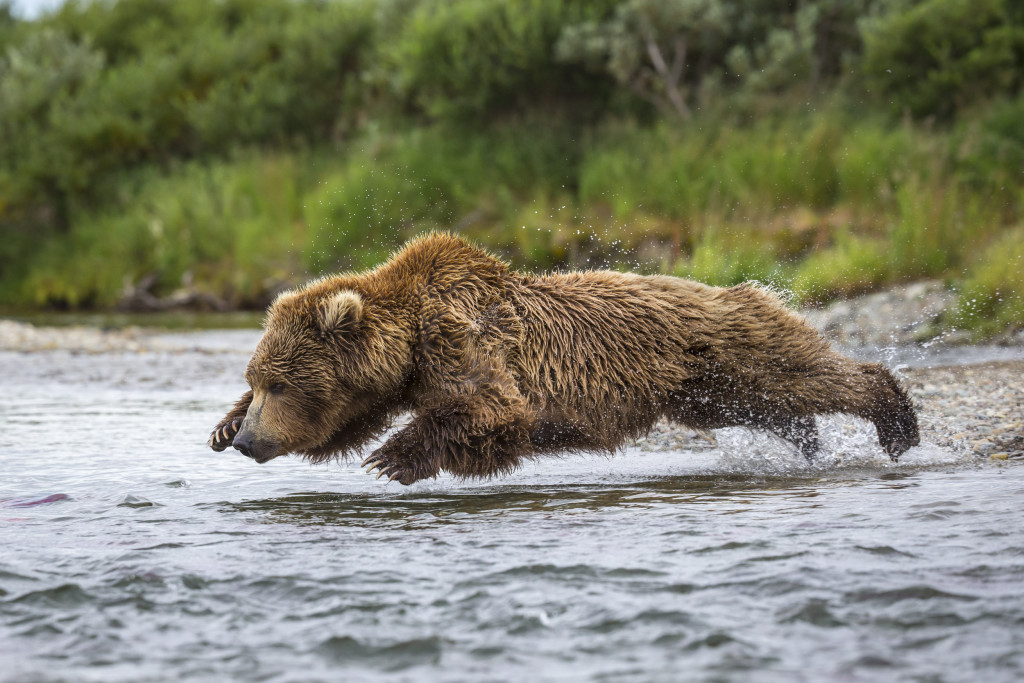 grizzli (Ursus arctos horribilis)