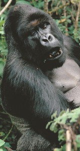 Gorilla
