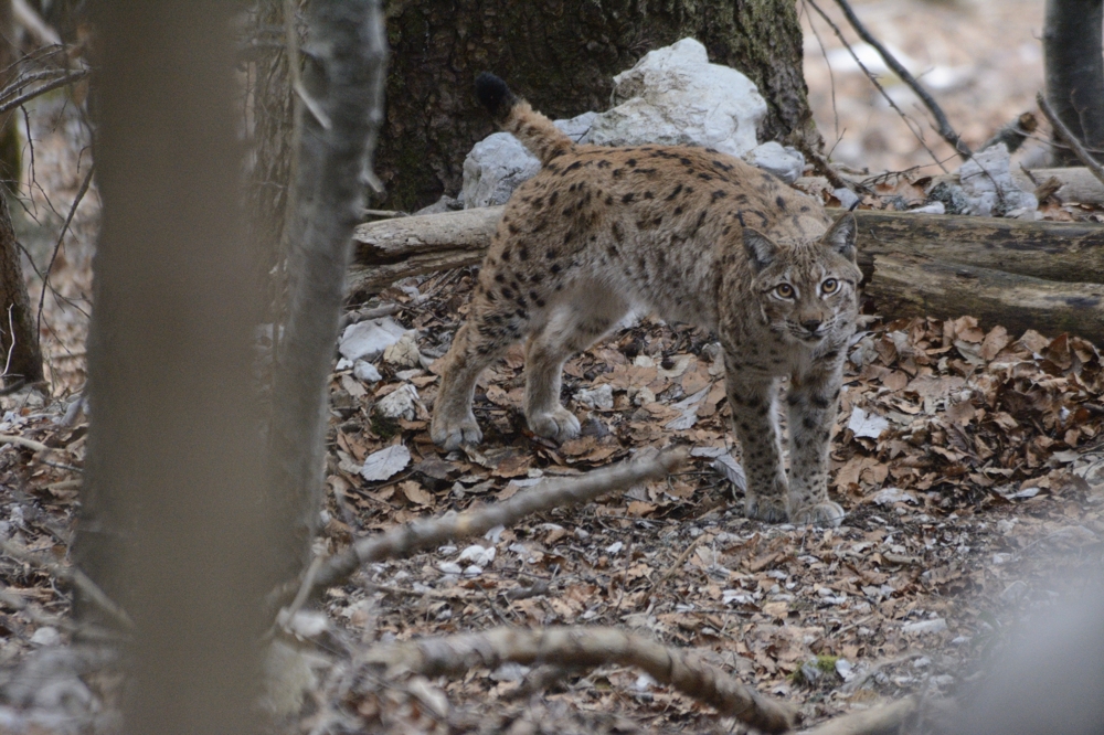 Trois bonnes raisons de préserver le lynx dans les Vosges