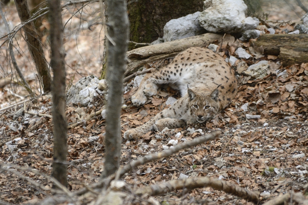 Lynx2016014