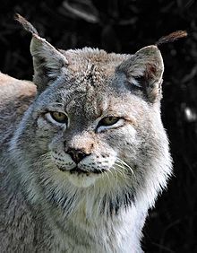 SiberianLynx_0412_5953bw