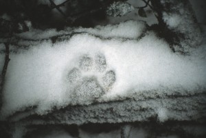 Trace lynx chartreuse
