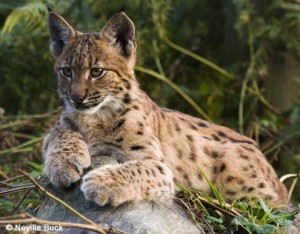 lynx3
