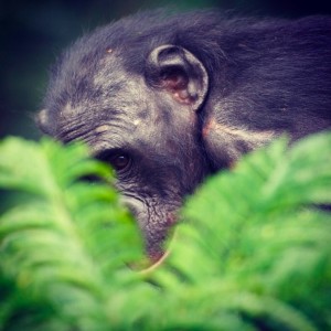 Bonobo