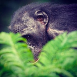 Bonobo