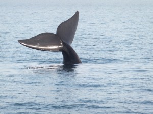 Puerto Madryn