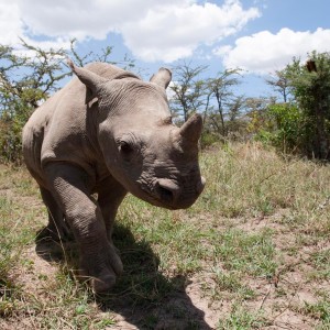 Rhino