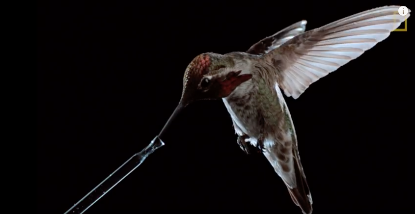 La langue du colibri