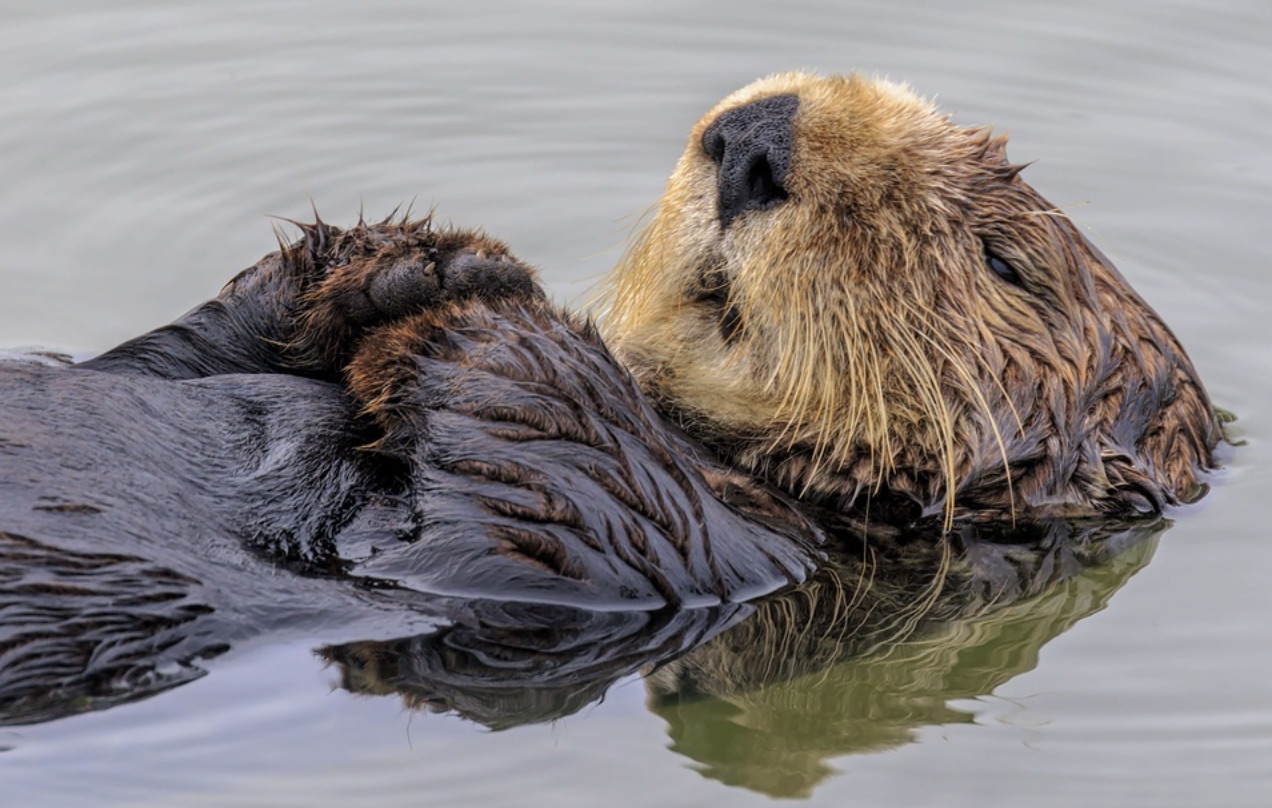 Les loutres sont de retour dans les rivières du Vaucluse Faune Sauvage