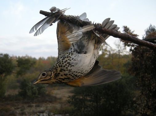 Identification des arbres et arbustes - LPO (Ligue pour la Protection des  Oiseaux) - Agir pour la biodiversité