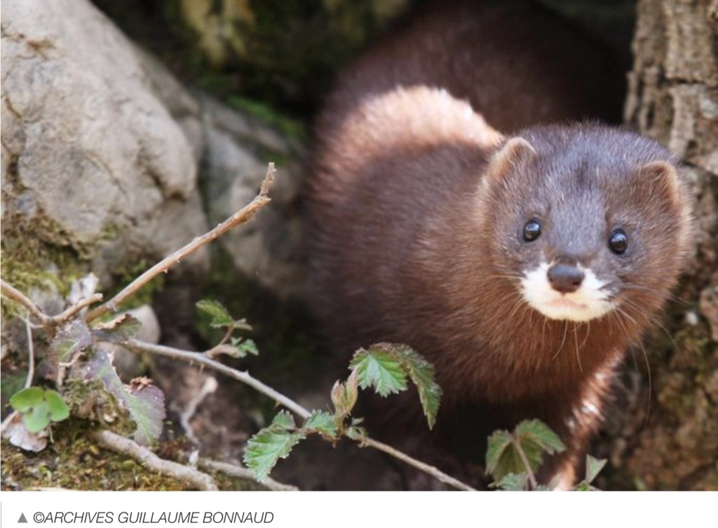 Le Vison D Europe A La Reconquete De L Ouest Faune Sauvage