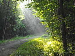 Le loup : une espèce indispensable aux écosystèmes vosgiens, mais qui peine  à s'installer - Histoires de Forêts - Annik Schnitzler