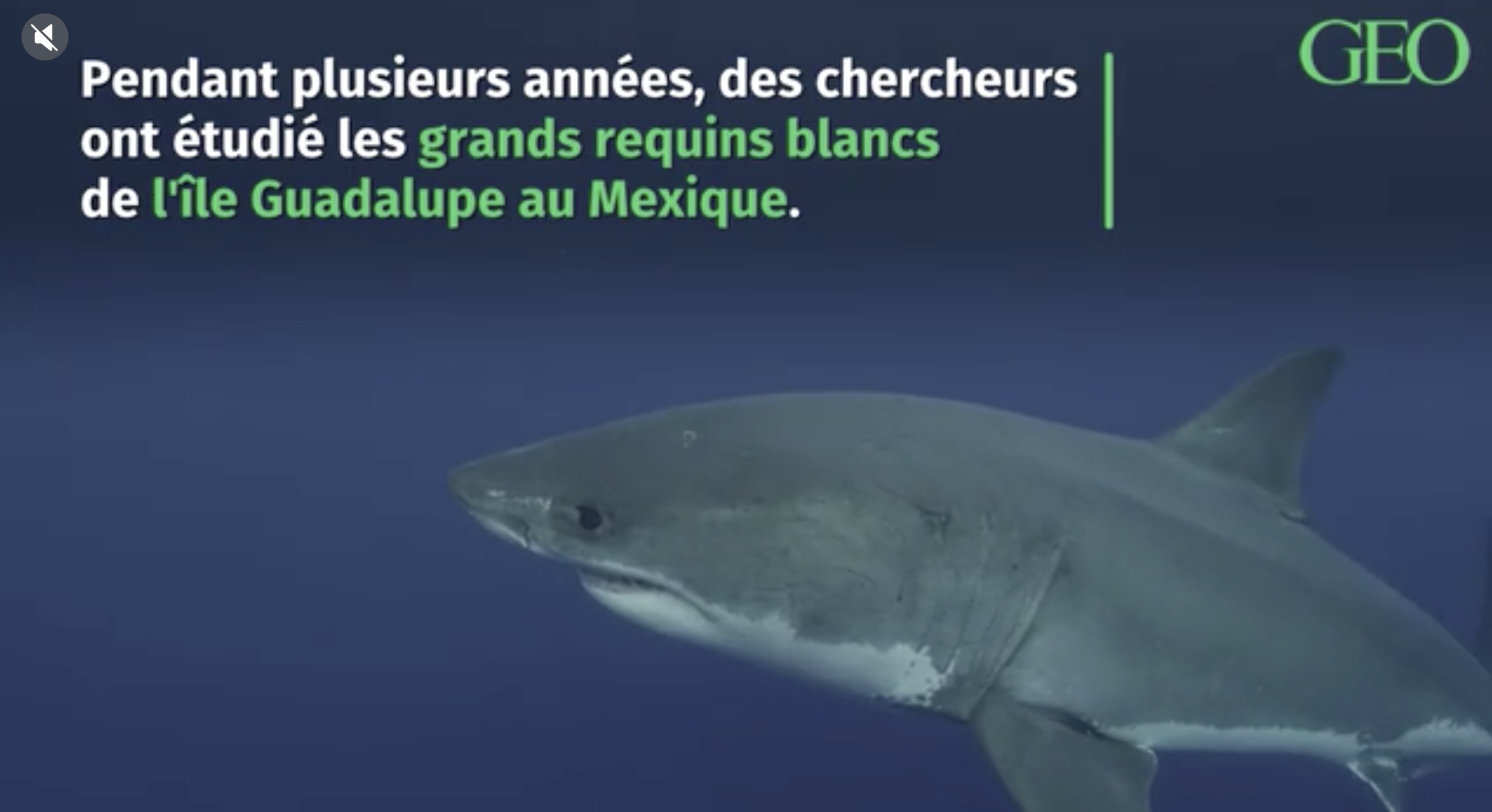 rencontre requin blanc