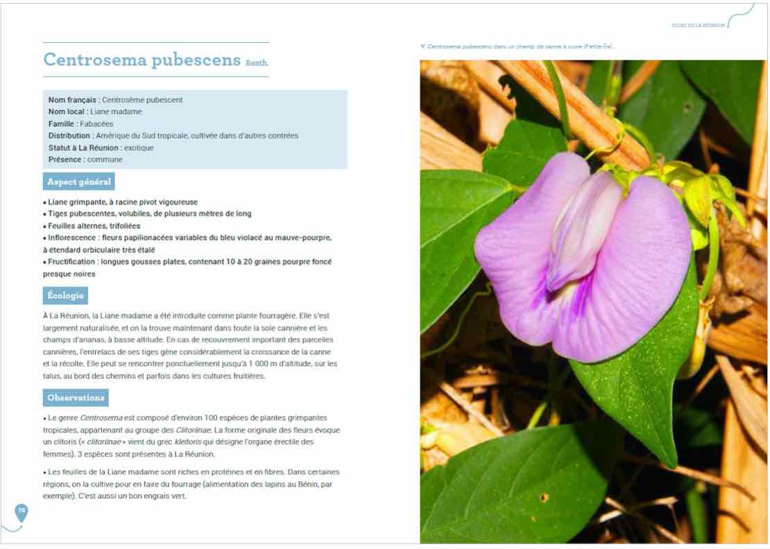 Île de la Réunion : 41% de la flore est menacée - Natura Sciences