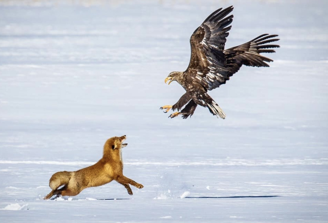 Gravure Ancienne - Combat Entre Un Aigle De Mer Et Un Renard - C. F. Deiker, Journal De Chasse