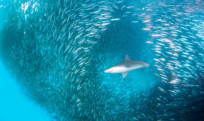 Les sardines ont perdu près de 25% de leur taille en Méditerranée - Le Vert
