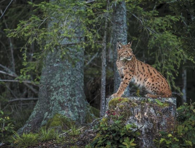 Le Lynx - Un animal protégé mais menacé - GEBEKA Films - GEBEKA Films
