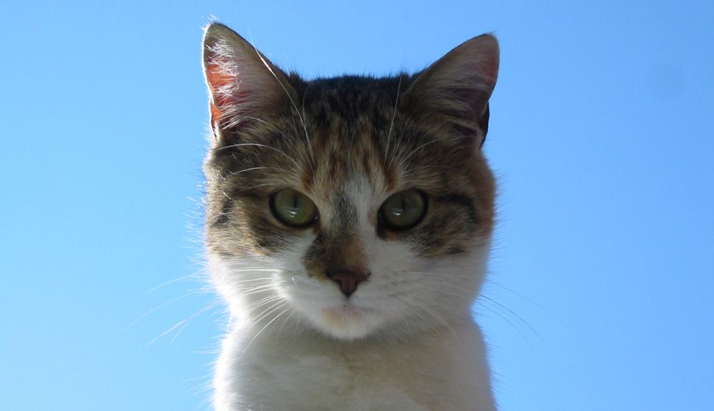 Le chat domestique, un fléau envahissant pour la biodiversité - Faune  Sauvage