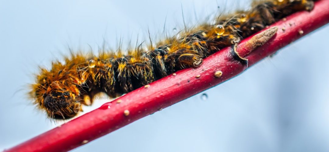 Chenille macro photographie jean sebastien mocaer bretagne