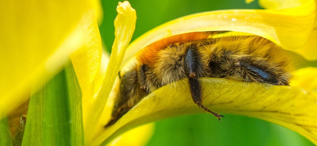 bourdons cacheì dans une fleur chateau de la roche jagu jean-seìbastien mocaer