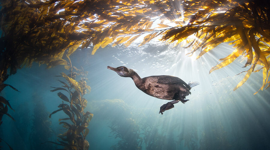 Caught in the sun's blinding light, a Brandt's cormorant (Urile penicillatus) dives through the kelp forest in search of a fishy lunch. The rich biodiversity of the kelp forest supports life both below and above the surface.

Monterey Bay, California, US / December 7 2021